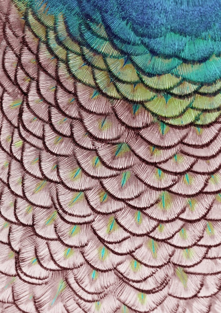 Pink Peacock