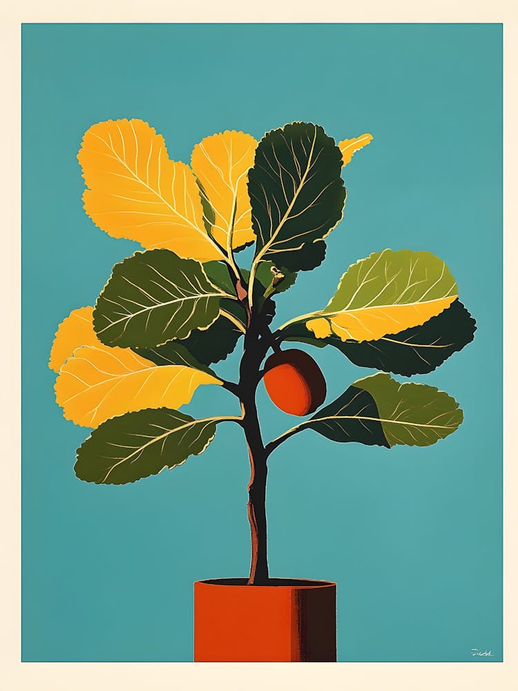 Fig Tree