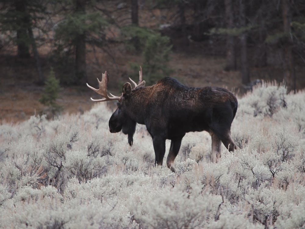 Sagebrush Moose