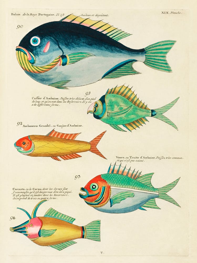 Colourful And Surreal Illustrations of fishes found in Moluccas (Indonesia) and the East Indies, Louis Renard(10).jpg