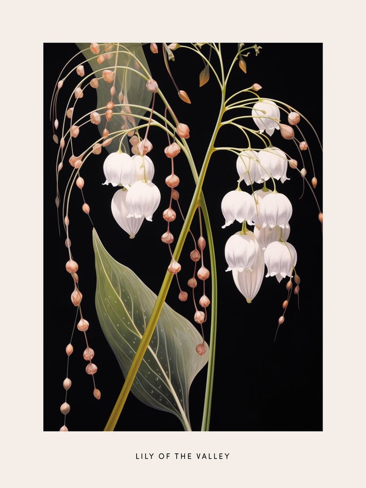 Flower Illustration Lily Of The Valley 3 Poster