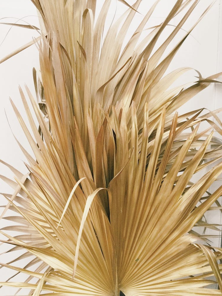 Fan Palm
