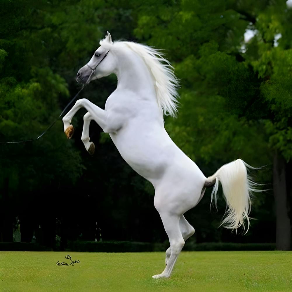 White Horse Standing On Hind Legs