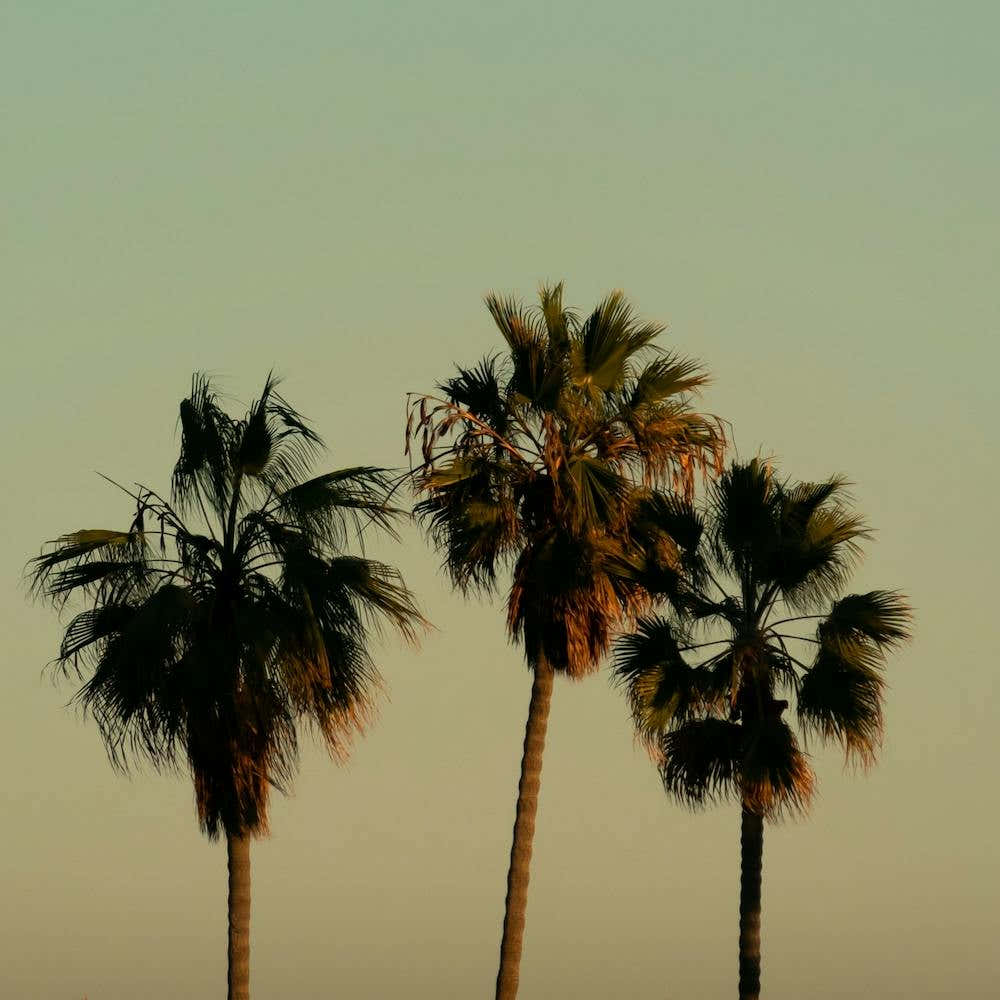 California Palm Trees Pastel Colors Pastel Turquoise and Pastel Yellow Square