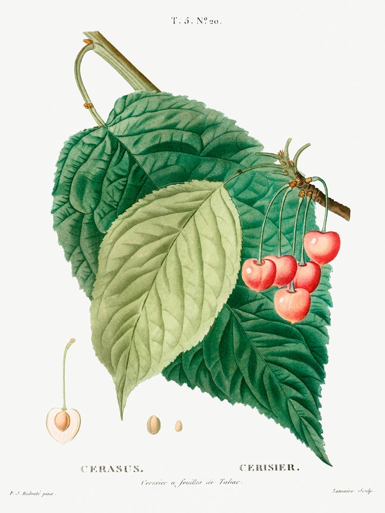Cherry, Pierre Joseph Redoute 1