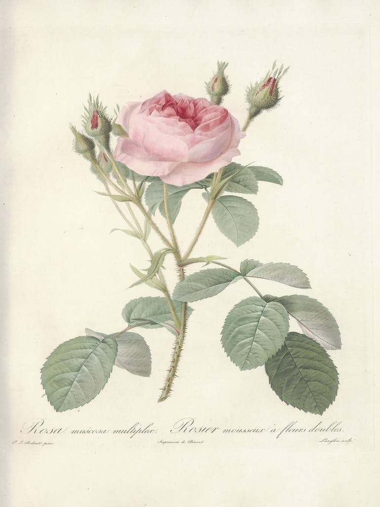 Illustration de Rose, Pierre Joseph Redoute (25)