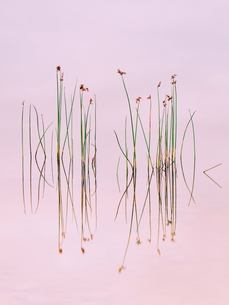 Reflection Of Serenity