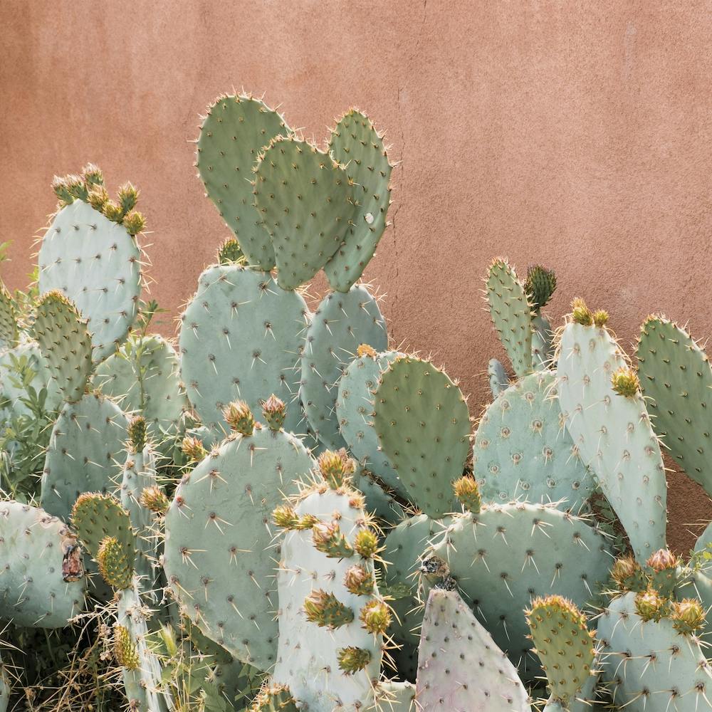 Cactus Near House