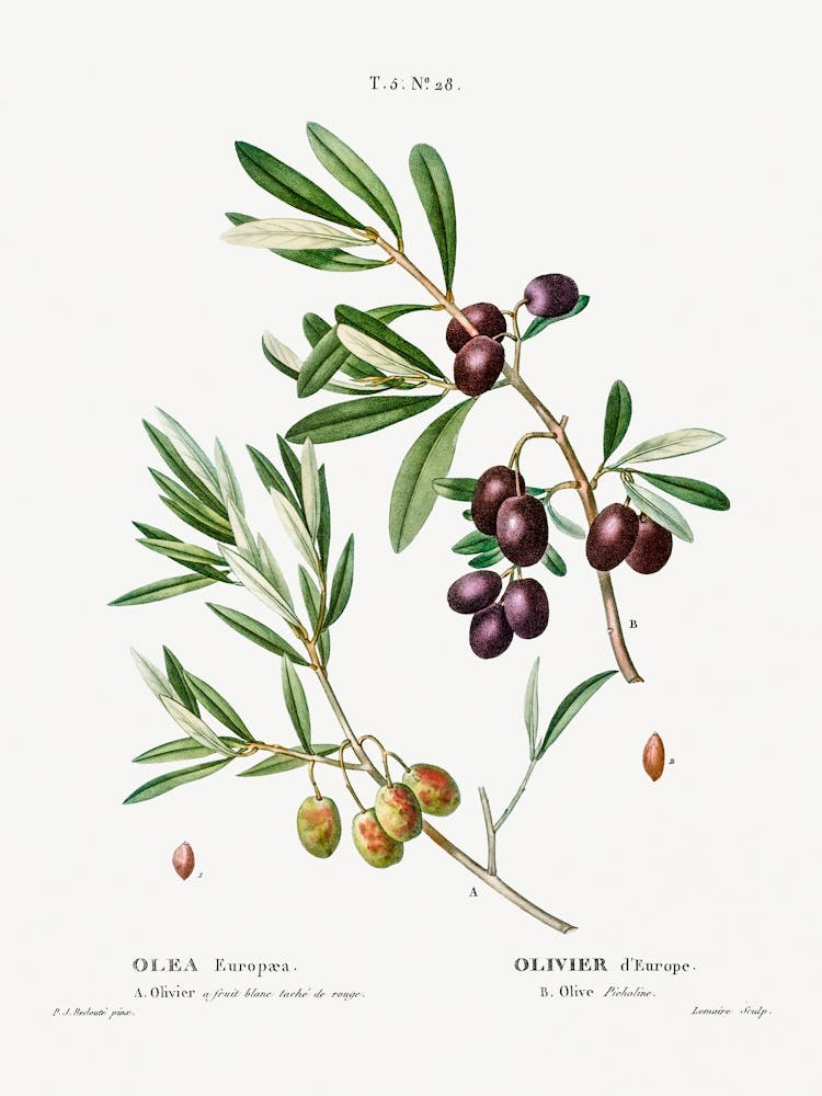 Olive, Pierre Joseph Redoute (2)