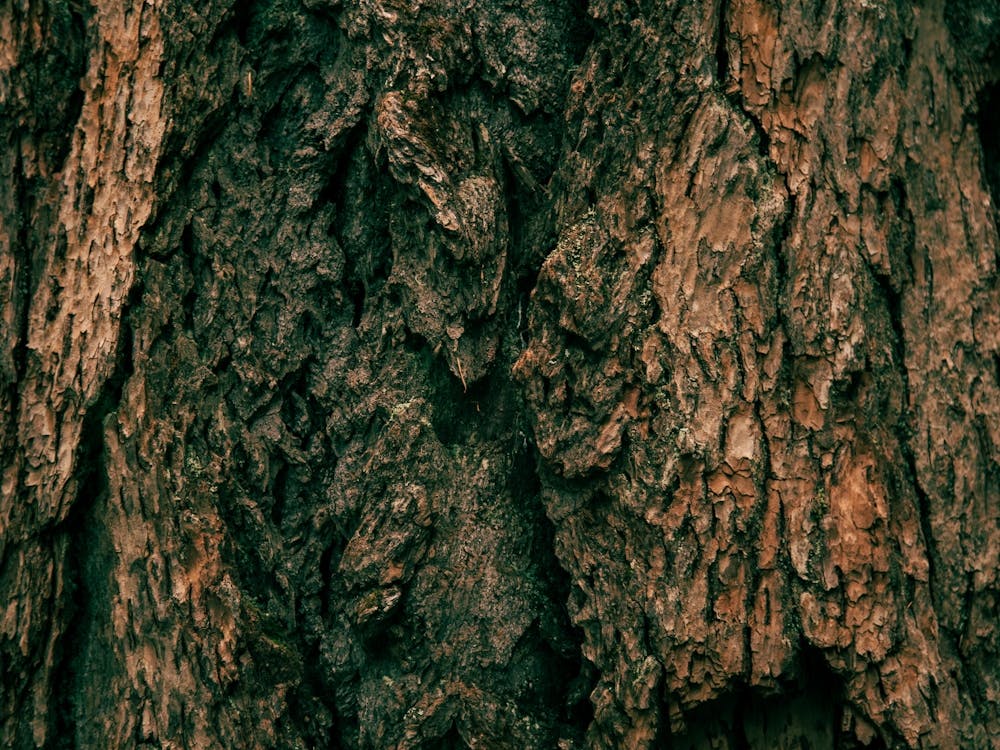Tree Bark