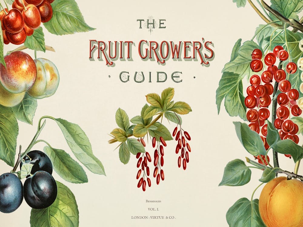 Vintage Illustration Of Fruit Grower S, John Wright