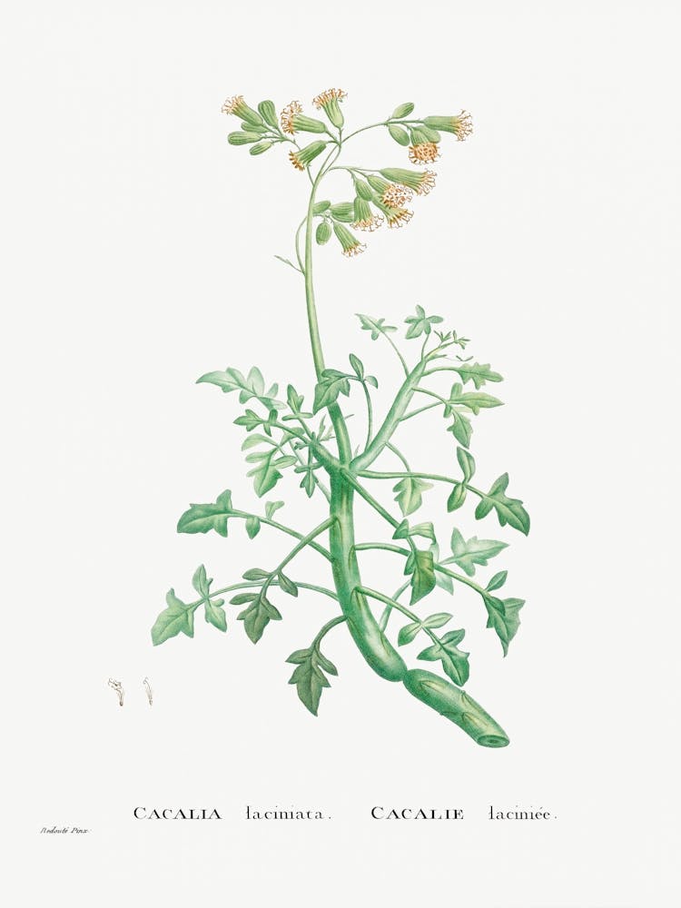 Cacalia Laciniata, Pierre Joseph Redoute