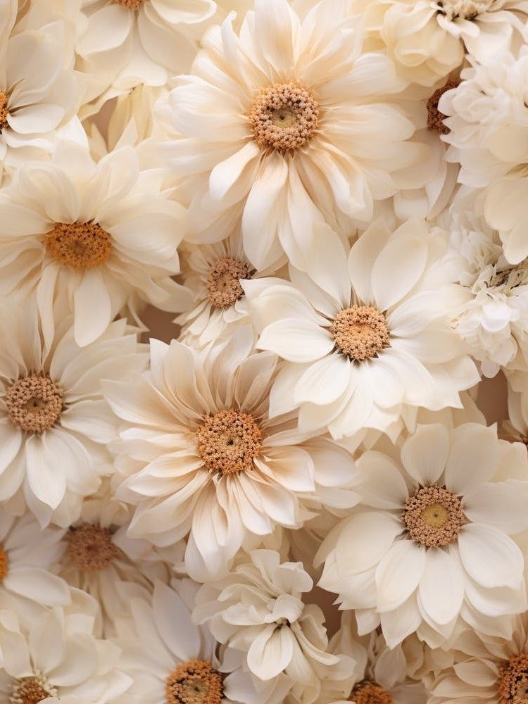 Boho Dried Flowers Cineraria 1