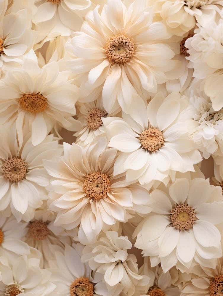 Boho Dried Flowers Cineraria 1