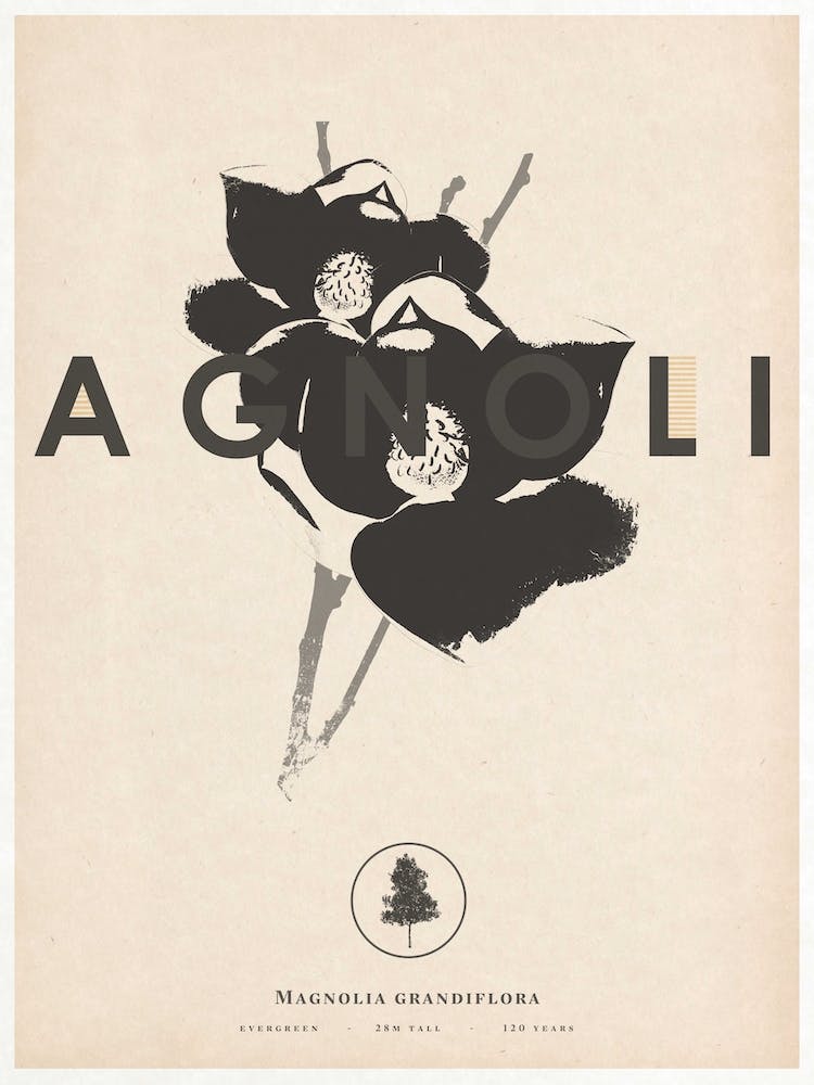 Magnolia