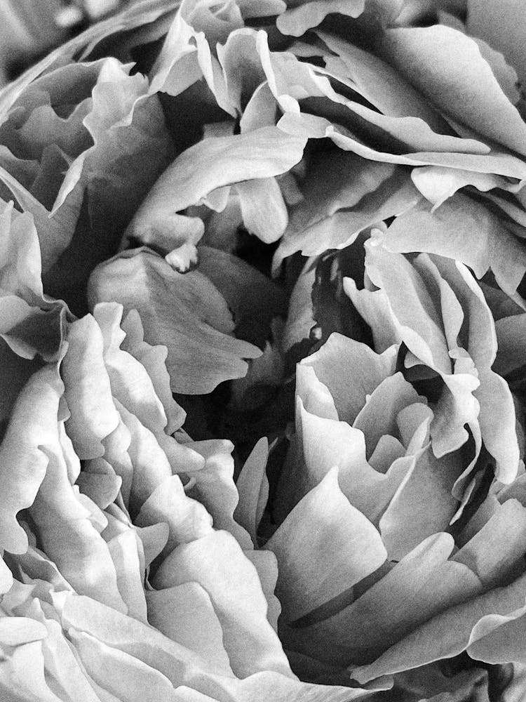 Black And White Peony 1