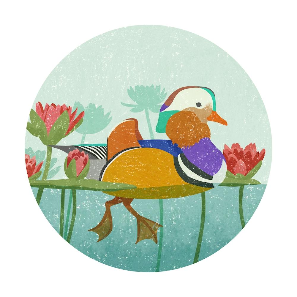 Mandarin Duck