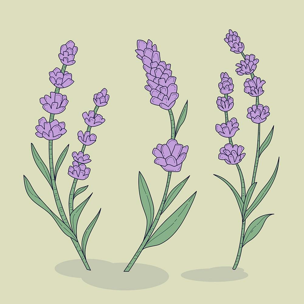 Lavender Flowers