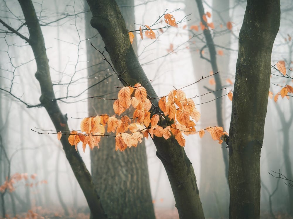 Last Of Autumn Leaves