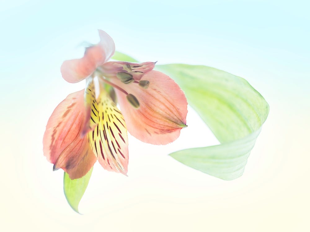 Ingenious Inflorescence