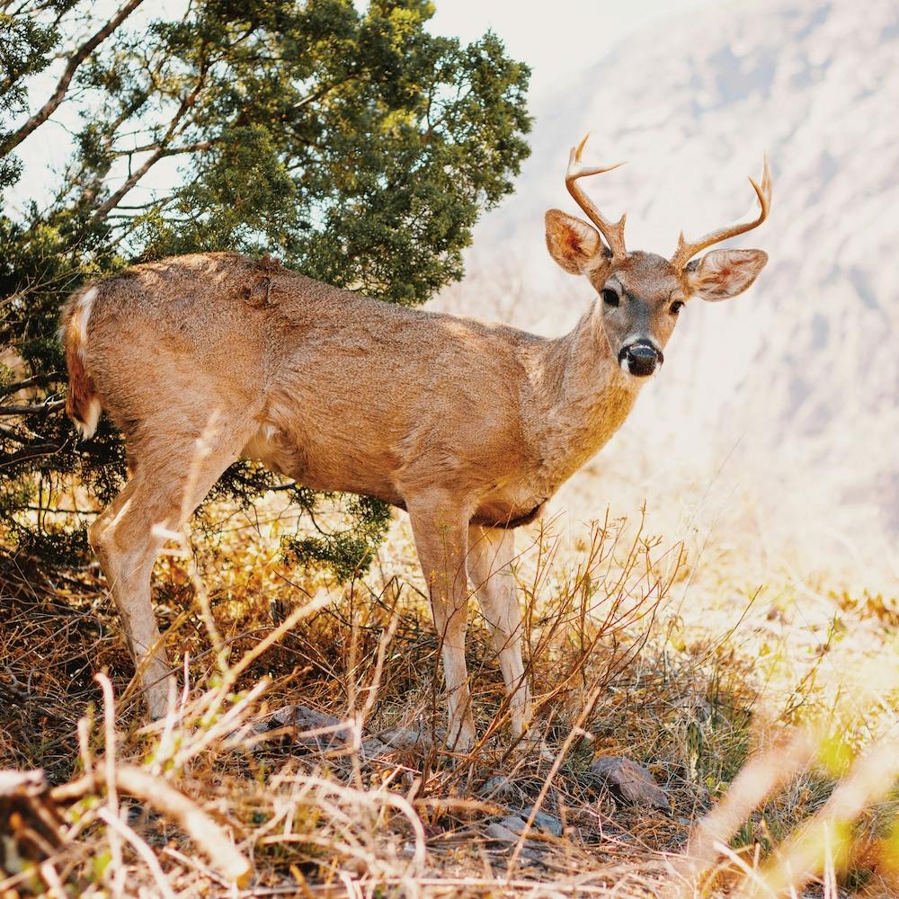 Texas Wild Deer Square