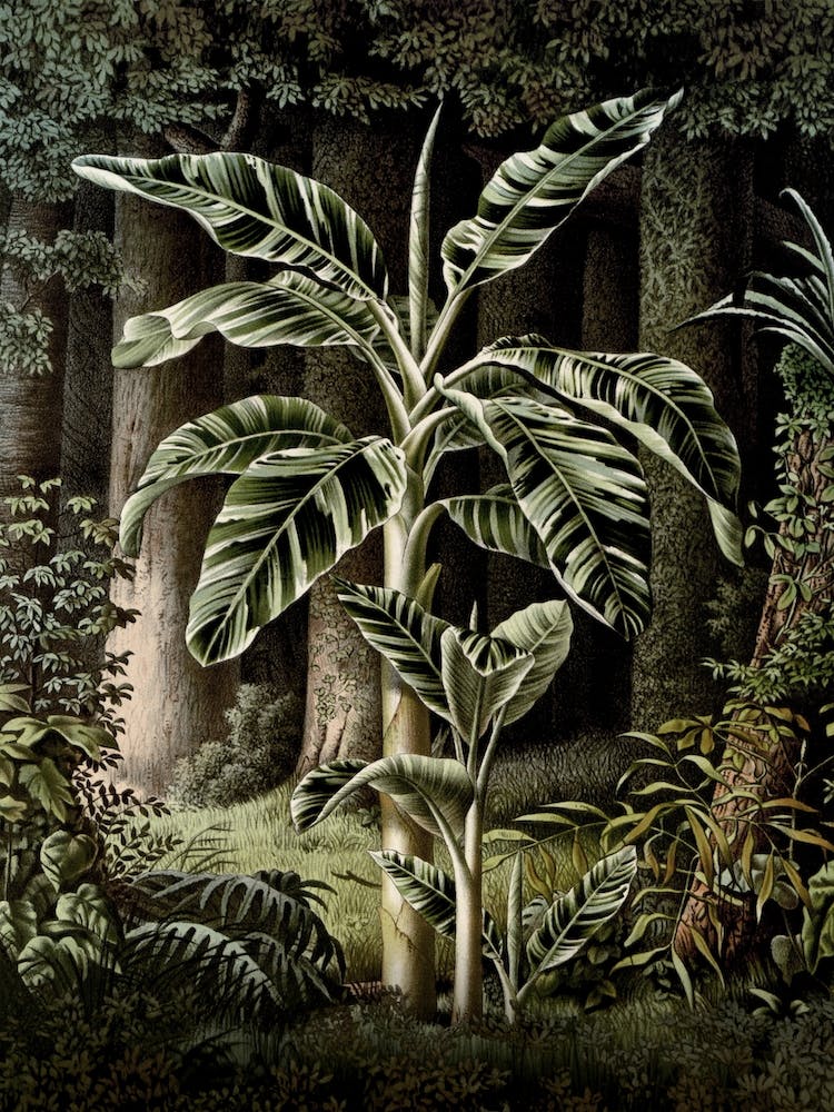 Vintage Houtte 2 Musa Vittata