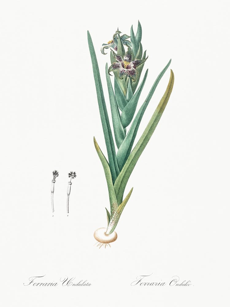 Ferraria, Pierre Joseph Redoute