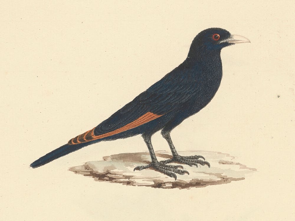 White Billed Starling, Luigi Balugani