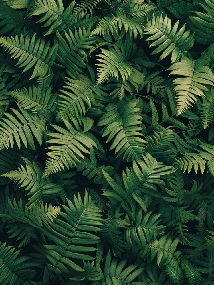 Pattern Poster Rock Cap Fern 4