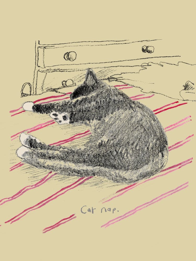 Cat Nap