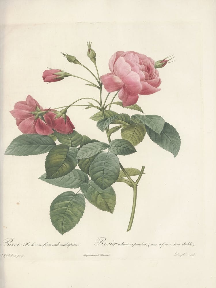 Rose Illustration, Pierre Joseph Redoute (45)
