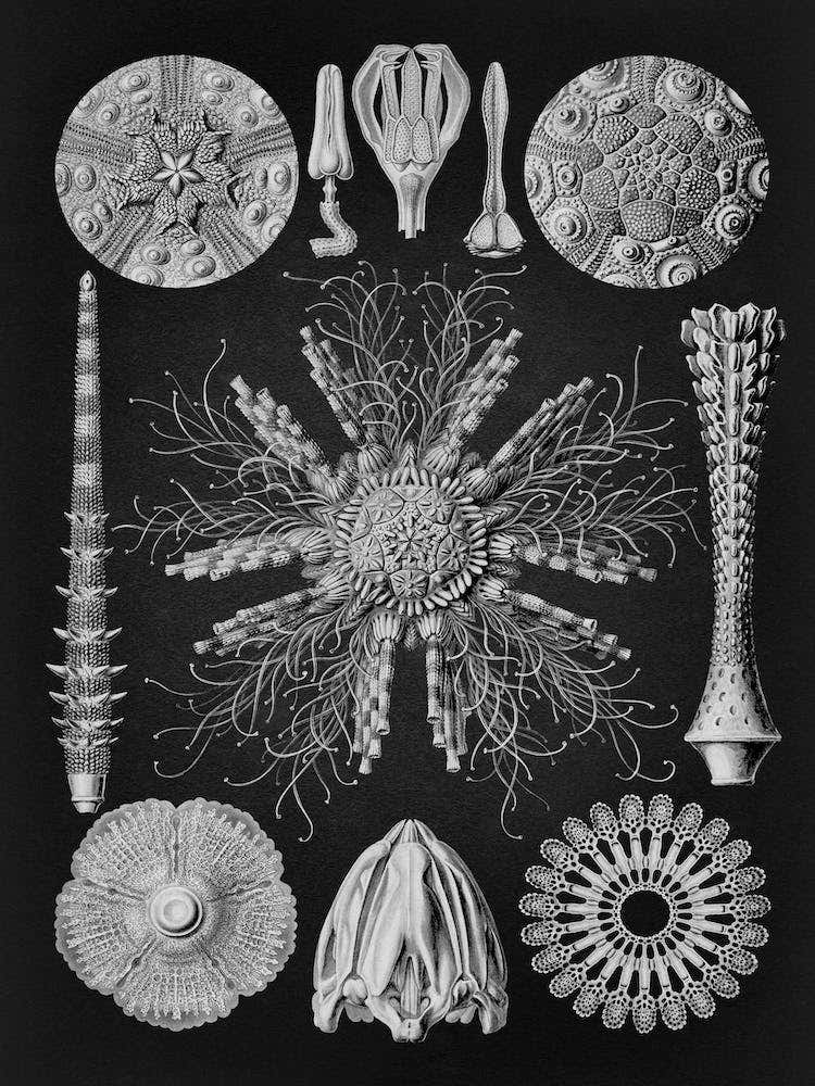 Vintage Haeckel 11 Tafel 60 Igelsterne