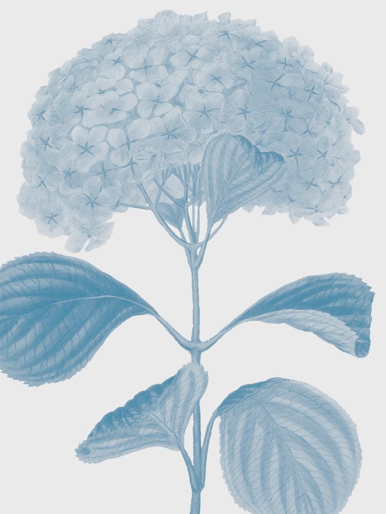 Flower No.1