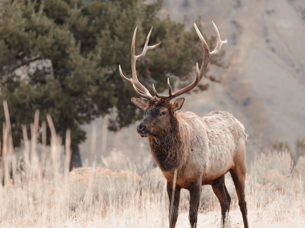 Western Elk Scenery