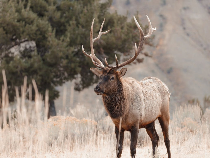 Western Elk Scenery