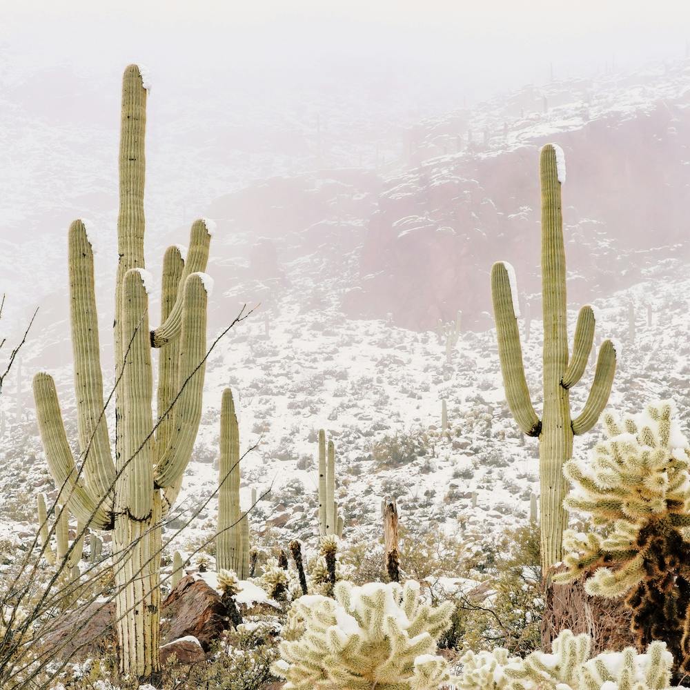 Misty Winter Desert