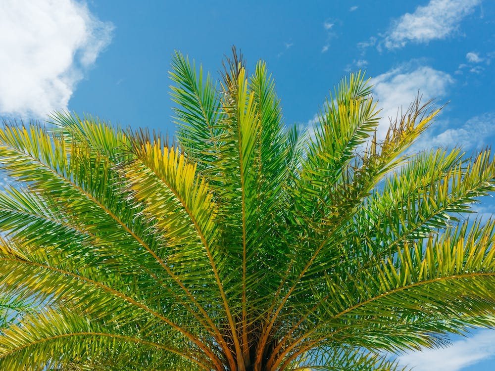 Florida Palm