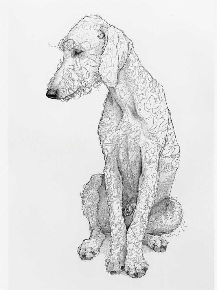 Bedlington Terrier Dog Line Sketch 2