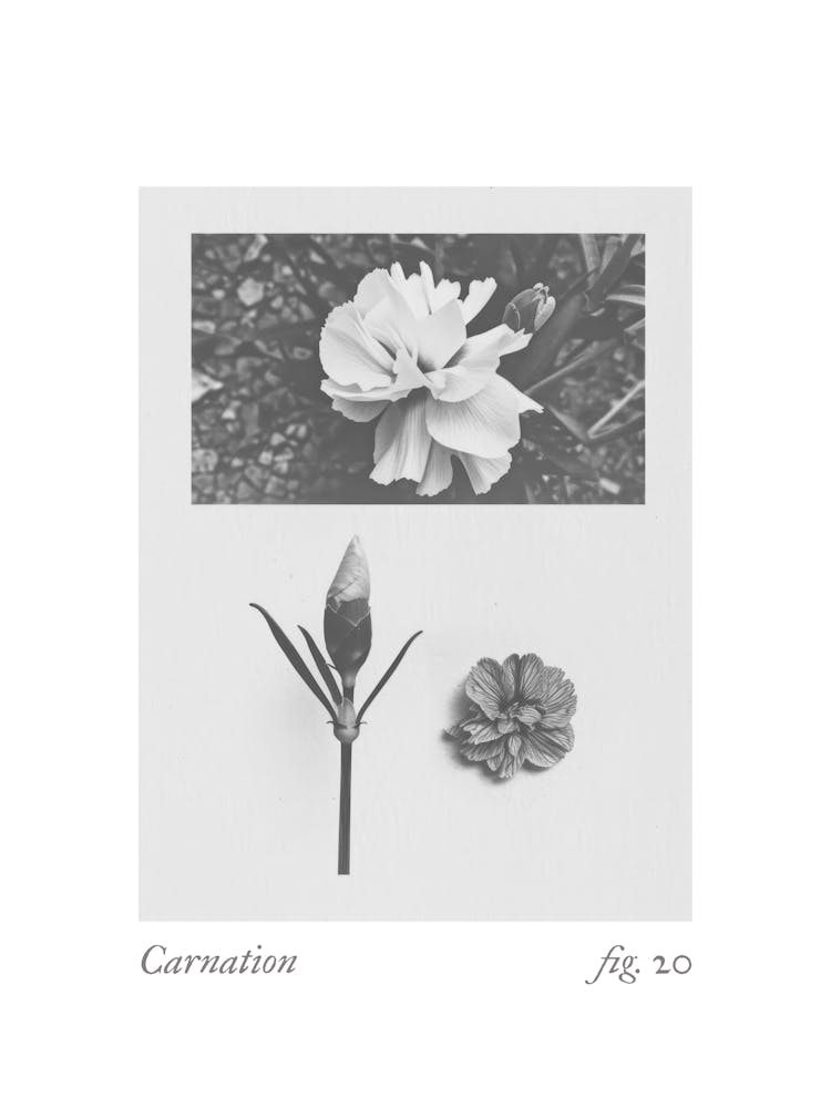 Nelke Botanische Collage 4