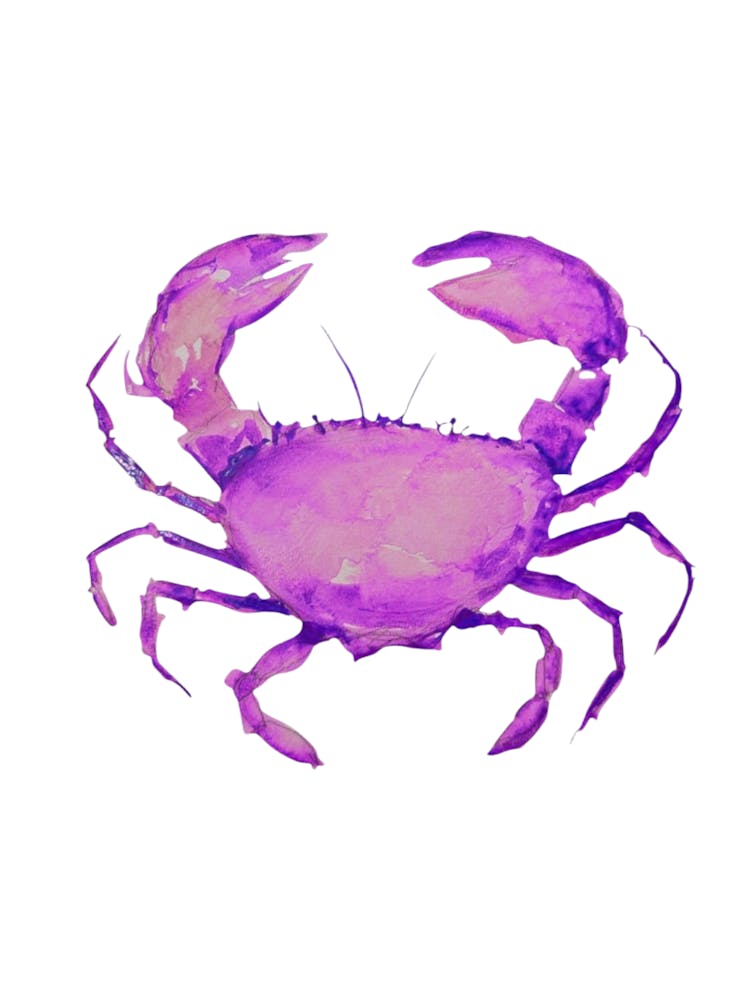 Purple Crab Watercolour Illustration