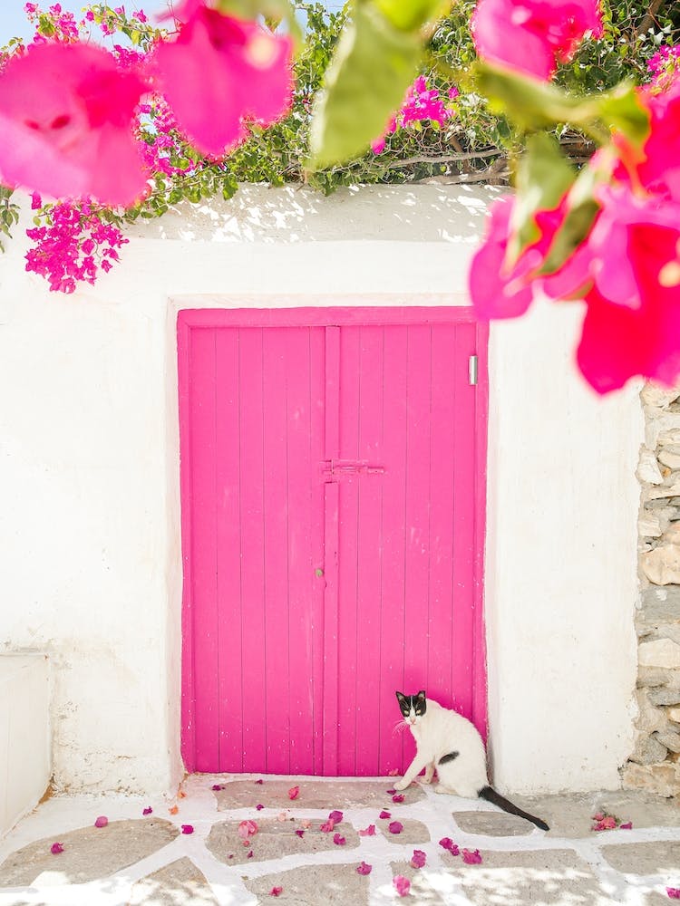 Greece Cat With Pink Flowers
