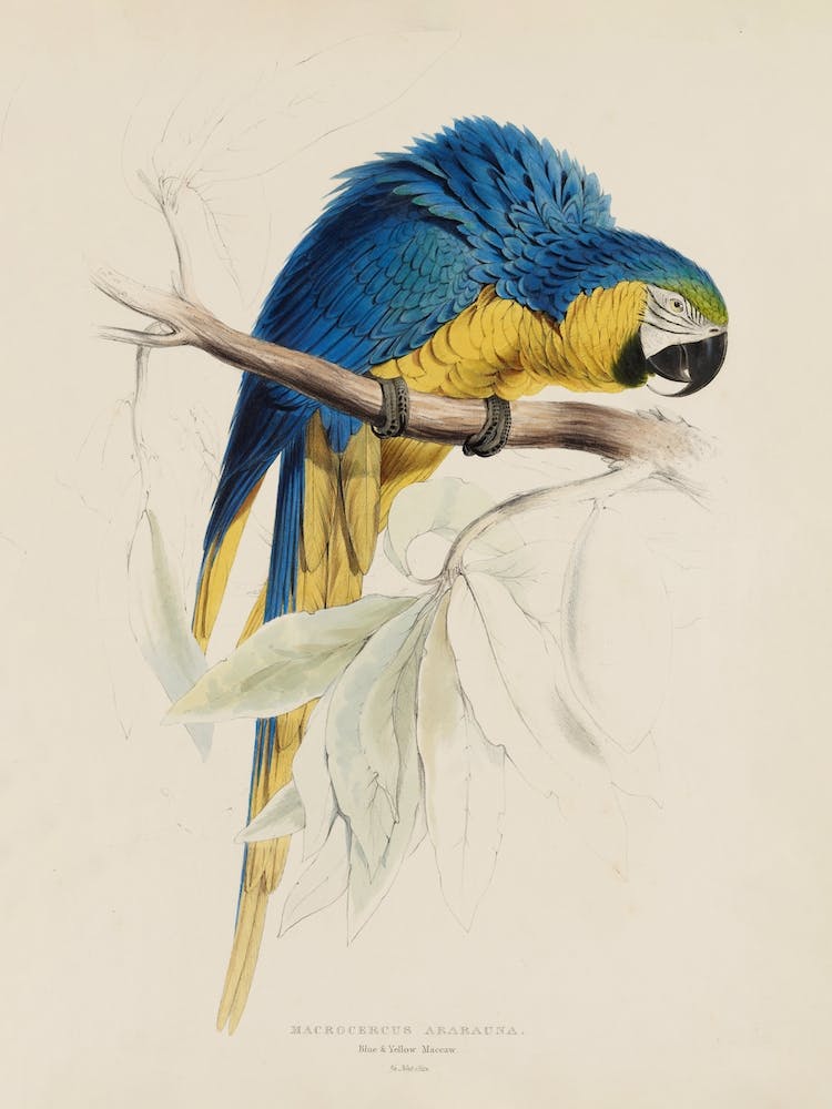 Lear 1 Macrocercus Aracange