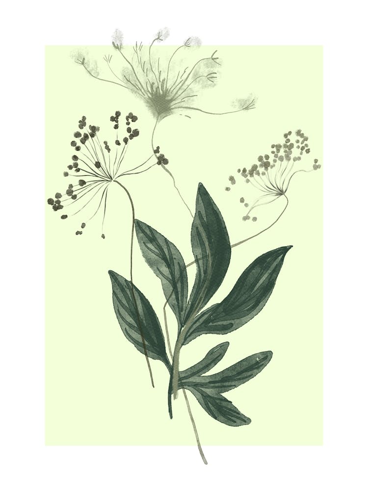 Soft Yellow Dandelion