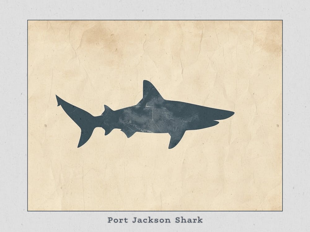 Port Jackson Shark Silhouette 2 Poster