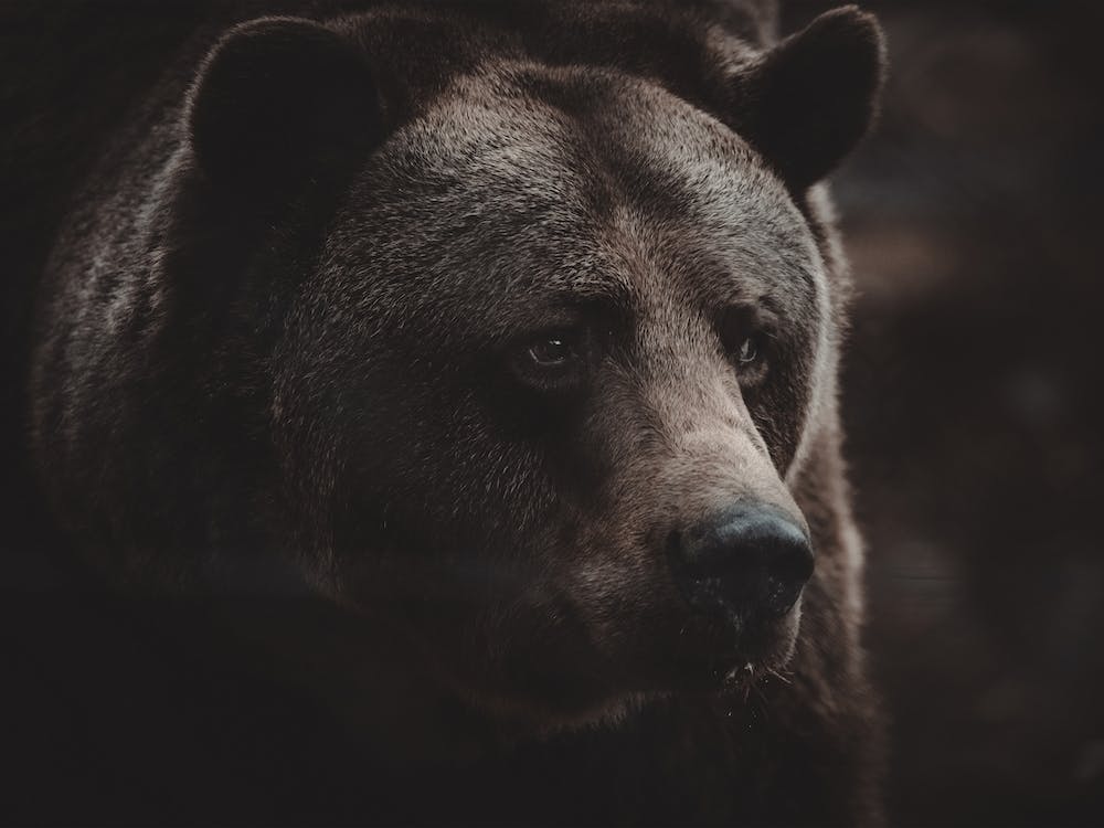 Moody Bear Portrait