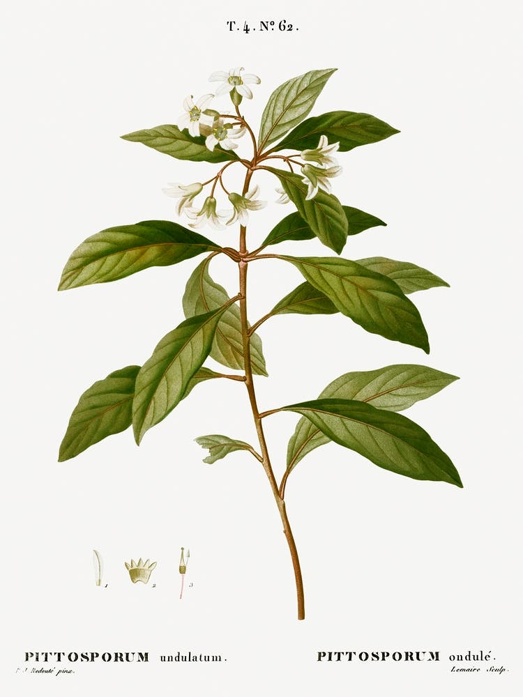 Sweet Pittosporum, Pierre Joseph Redoute