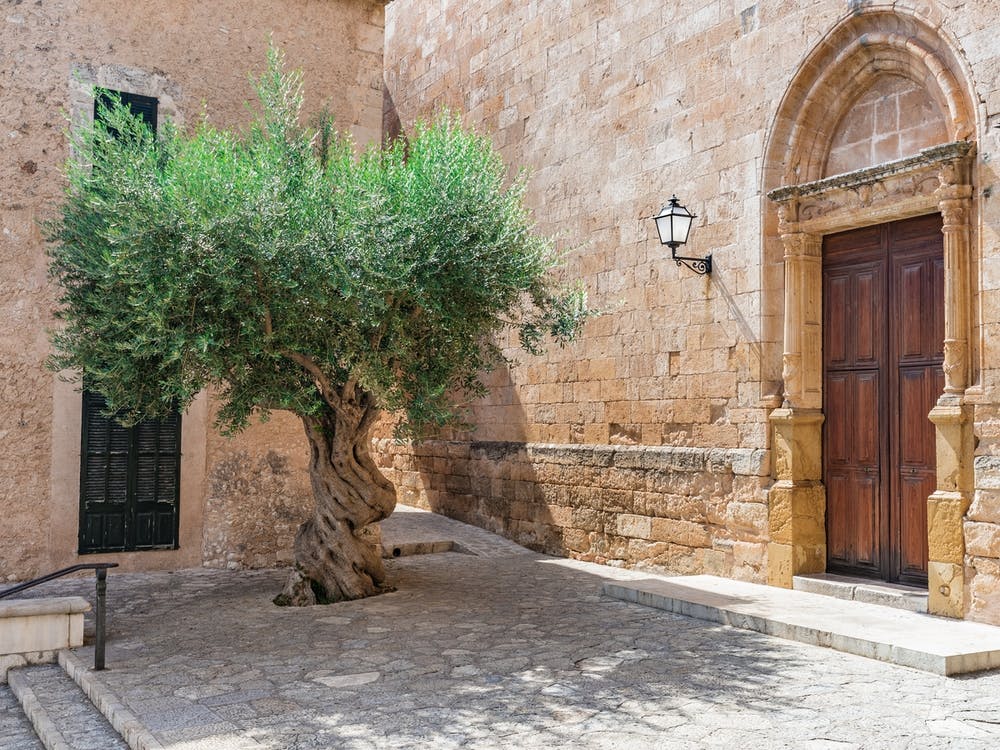 Olive Tree In A Spain Courtyard