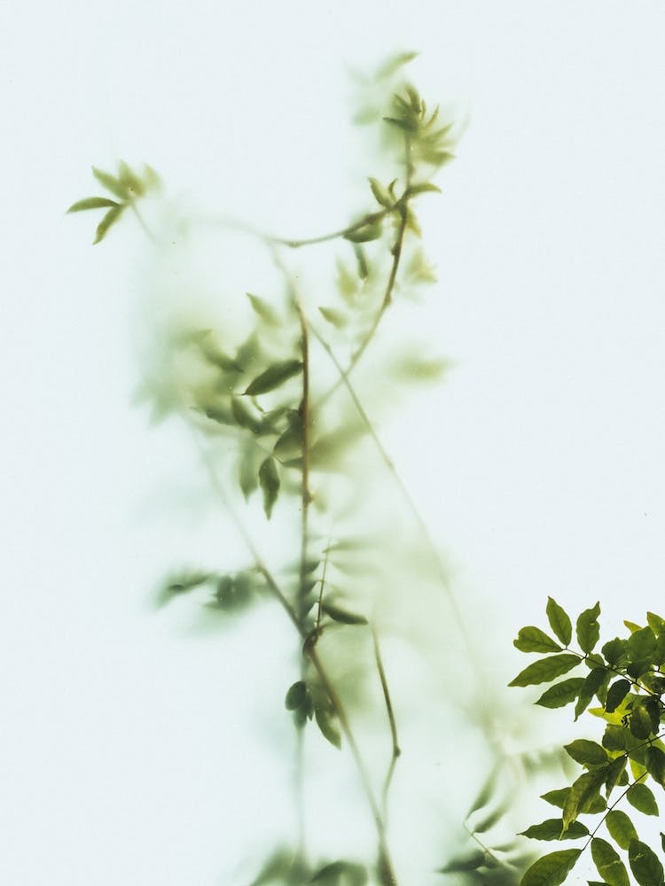 Green Frosted Glass And Leaves