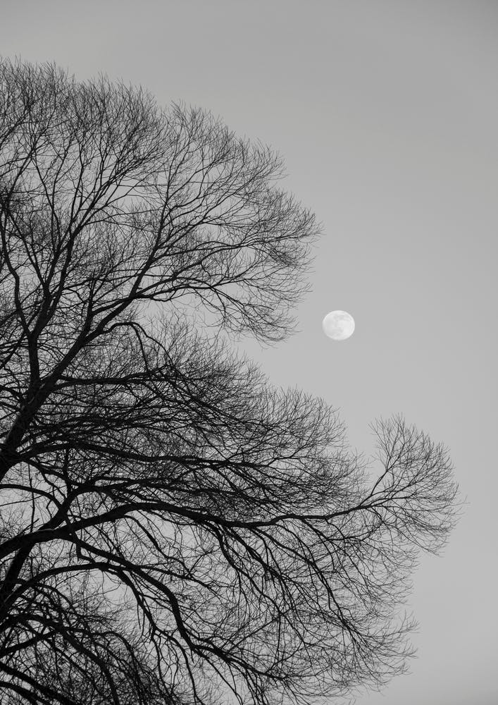 Full Moon Loves Winter Tree Black And White
