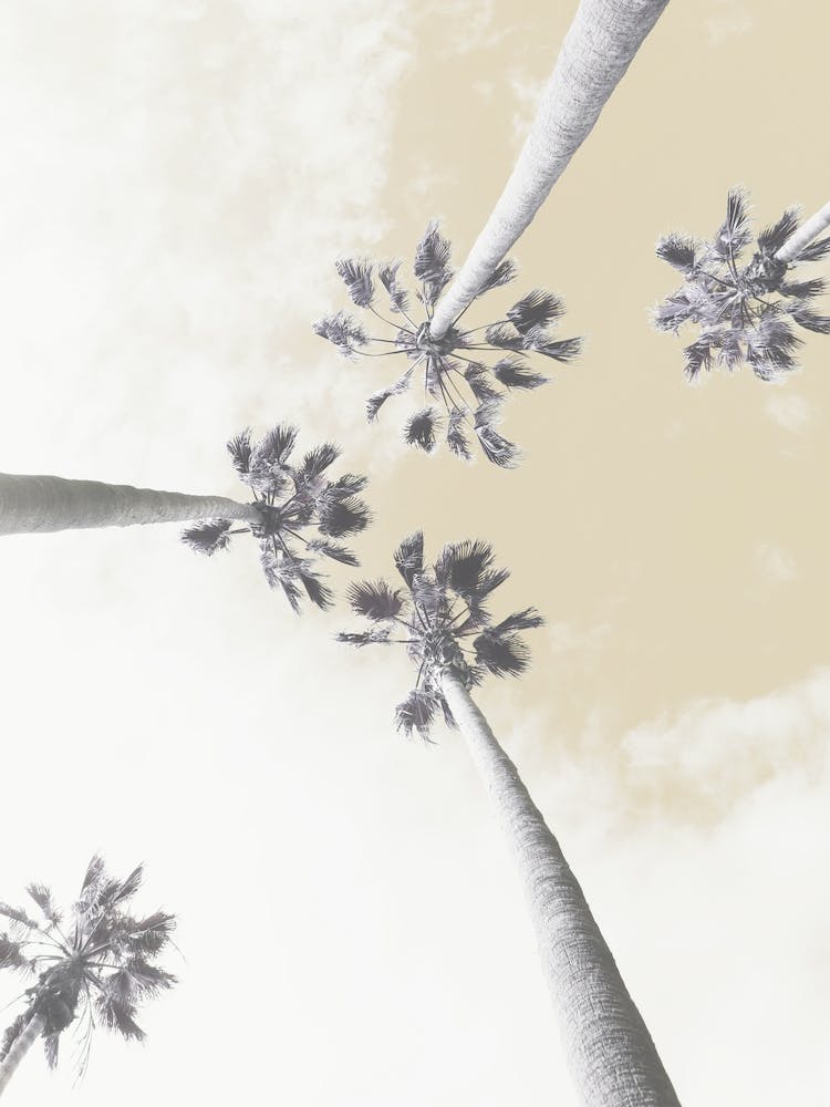 Palm Trees Beige Sky